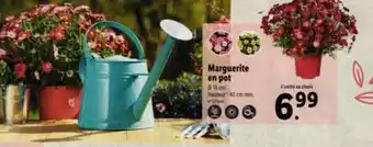 Lidl Marguerite en pot offre