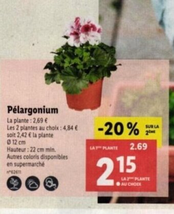 Pélargonium