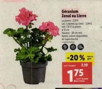 Lidl Géranium Zonal ou Lierre offre