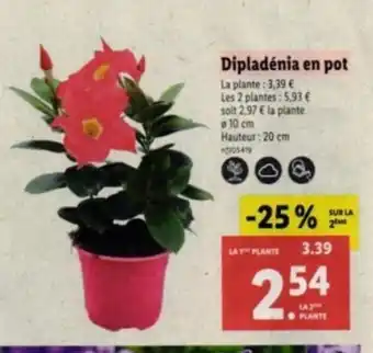 Lidl Dipladénia en pot offre