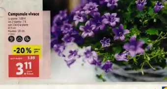 Lidl Campanule vivace offre