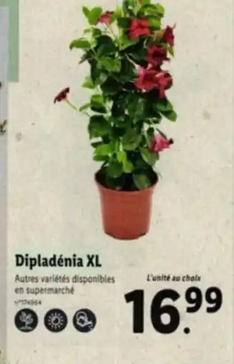 Lidl Dipladénia XL Autres variétés disponibles en supermarché offre