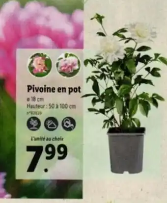 Lidl Pivoine en pot offre