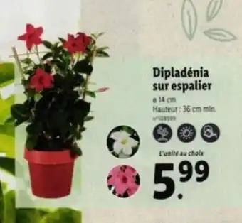 Lidl Dipladénia sur espalier offre