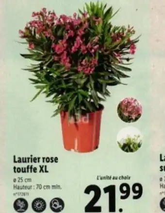 Lidl Laurier rose touffe XL offre