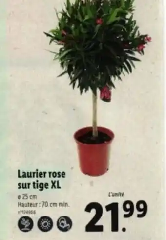 Lidl Laurier rose sur tige XL offre
