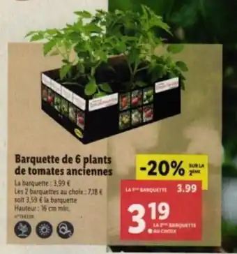 Lidl Barquette de 6 plants de tomates anciennes offre