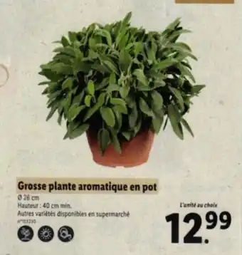 Lidl Grosse plante aromatique en pot offre