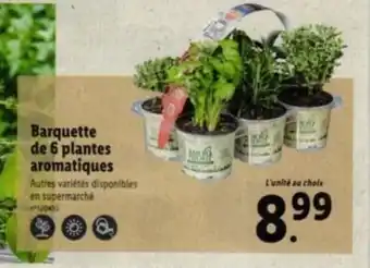 Barquette de 6 plantes aromatiques Autres variétés disponibles en supermarché