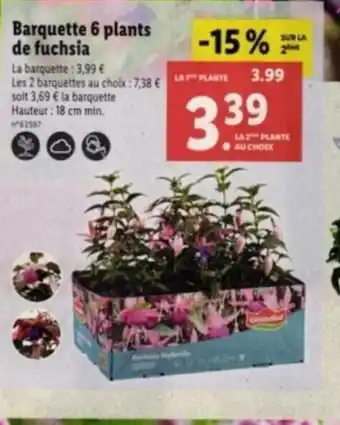 Lidl Barquette 6 plants de fuchsia offre