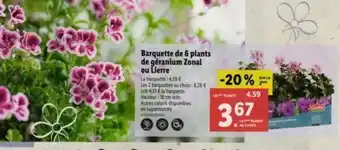 Barquette de 6 plants de géranium Zonal ou Lierre