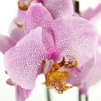 Orchidée phalaeonopsis 3 tiges - pot d.12 cm