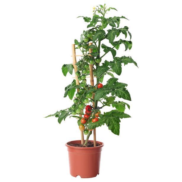 IKEA Plante en pot offre