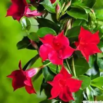 Dipladenia hybride, h90cm, pot d19cm