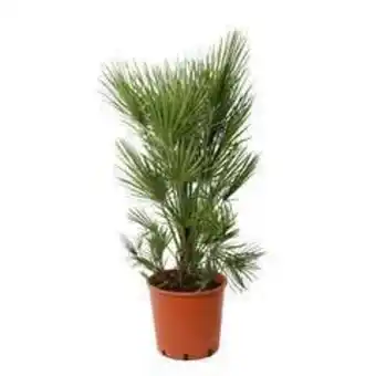 Chamaerops humilis : ctr 14 litres pot décoratif