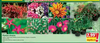 Norma Plantes vivaces offre