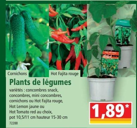 Norma Plants de légumes offre