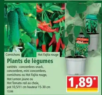 Norma Plants de légumes offre