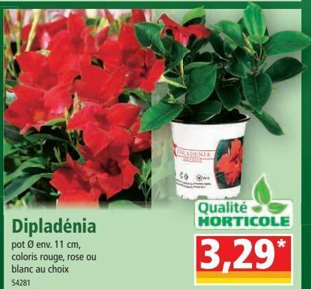 Norma Dipladénia offre