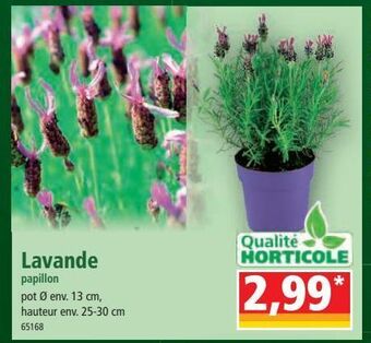 Norma Lavande offre