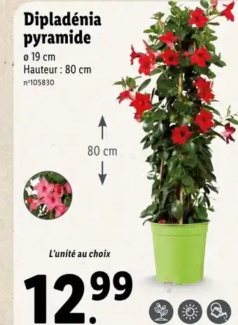 Lidl Dipladénia pyramide offre