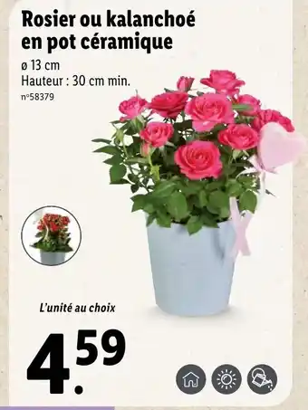 Lidl Rosier ou kalanchoé en pot céramique offre