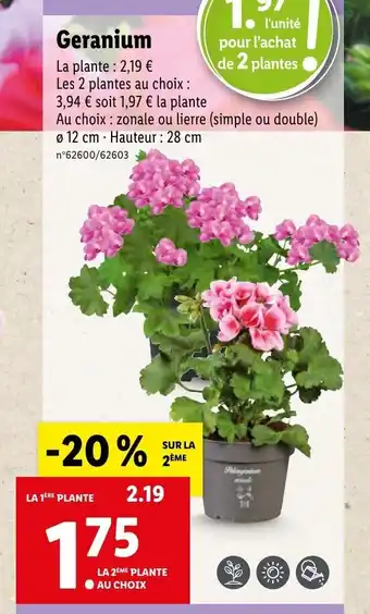 Lidl Geranium offre