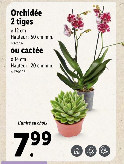Promo Orchidée 2 tiges chez Lidl