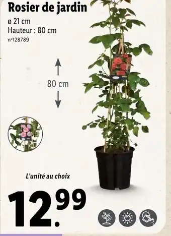 Lidl Rosier de jardin offre
