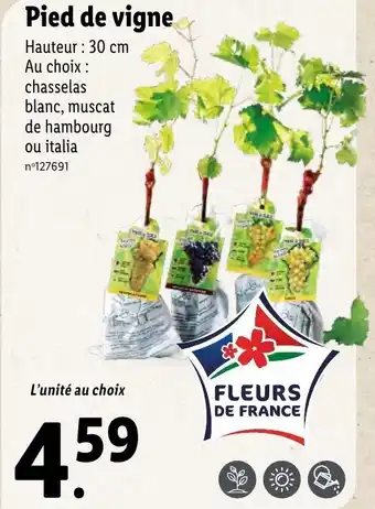 Lidl Pied de vigne offre