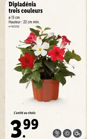 Lidl Dipladénia trois couleurs offre