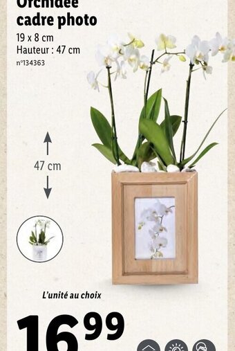 Orchidée cadre photo