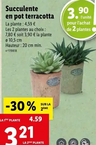 Lidl Succulente en pot terracotta La plante: 4,59 € offre