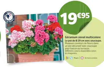 Jardiland Géranium zonal multicolore offre