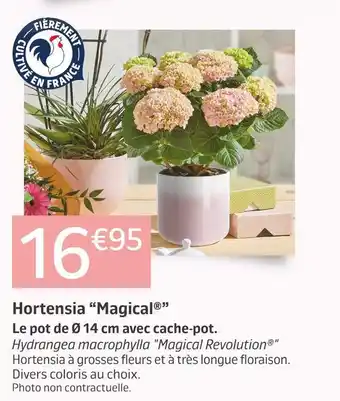 Jardiland Hortensia “magical” offre
