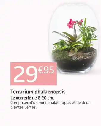 Terrarium phalaenopsis
