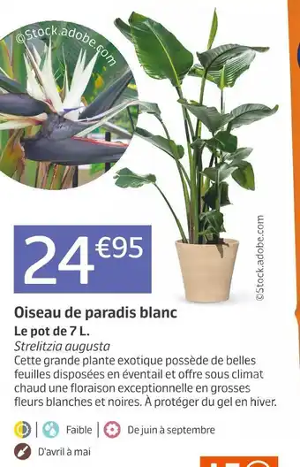Jardiland Oiseau de paradis blanc offre