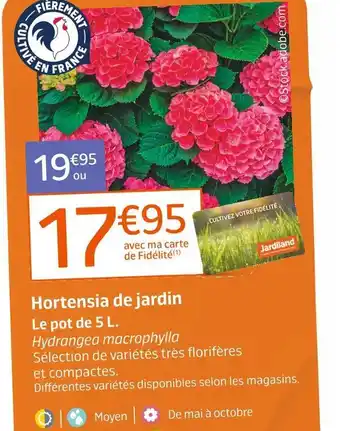 Jardiland Hortensia de jardin offre