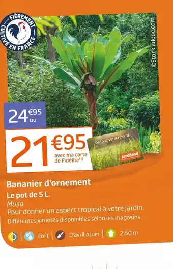 Bananier d'ornement