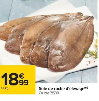 Sole de roche d'élevage(m) Calibre 2/500.