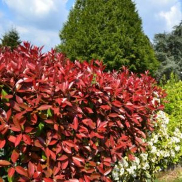 Gamm vert Photinia 'red robin' offre