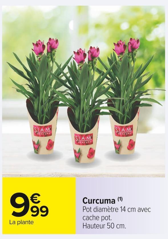 Carrefour Market Curcuma offre