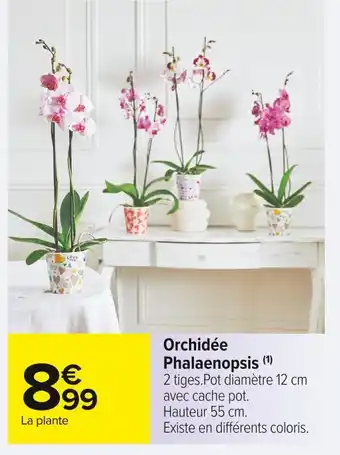 Orchidée phalaenopsis