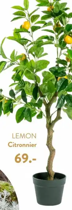 Casa LEMON Citronnier offre