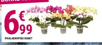PHALAENOPSIS GODET