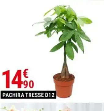 PACHIRA TRESSE D12