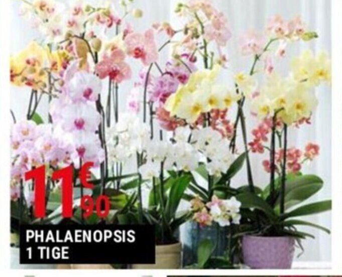 Gamm vert PHALAENOPSIS 1 TIGE offre