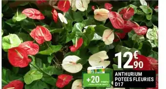 Gamm vert ANTHURIUM POTEES FLEURIES offre