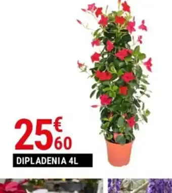 Gamm vert DIPLADENIA 4L offre