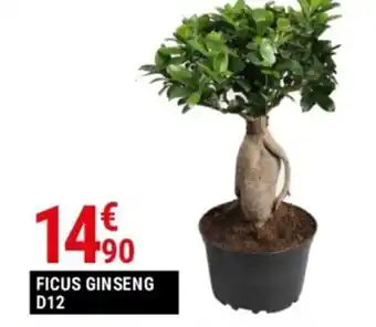FICUS GINSENG